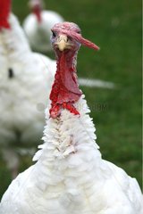 Portrait of a Domestic Turkey in a meadow