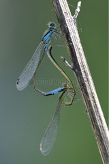 Coupling Blue-tailed Damselfly near a pond France