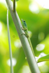 Martinique anole on a branch