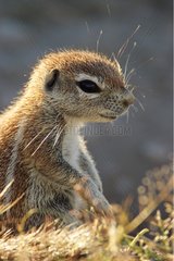 Portrait of a young South African ground squirrel Etosha NP