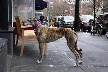Dog at the entrance of a restaurant New York