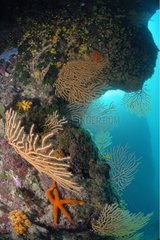 Gelb Gorgonian und Sea Star auf einem Riff