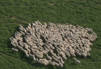 Luftaufnahme der Schafherde in Meadow