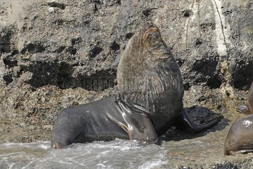 South American Sea Lion male adult Patagonia Argentina