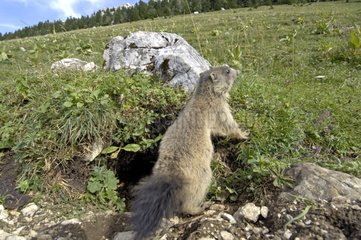 Young Marmot at the entrance of their burrow Switzerland