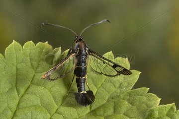 Currant Clearwing posed on a leaf Bourgogne France
