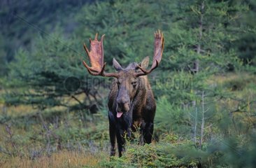 Male moose in rut taking the odor of the female Canada [AT]