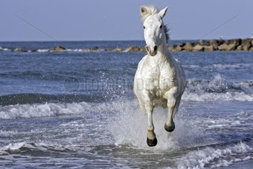 Camarguais horse galloping in the water France