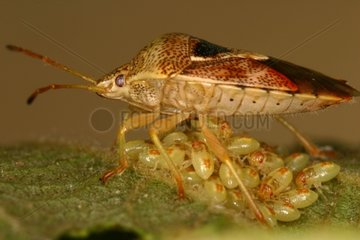 Parent Bug protecting its larvas Belgium