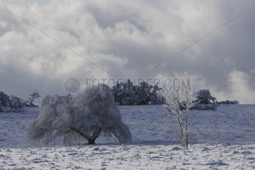 Bäume  die mit Kälte in einer schneebedeckten Wiese bedeckt sind. Auvergne Frankreich