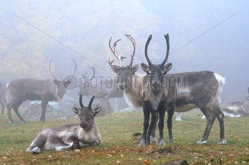 Herd of Caribous in fog Haelsingland Sweden