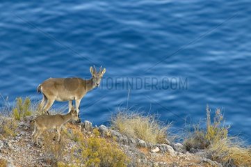Young Spanish ibex near its mother