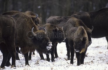 Group Bisons of Europe under snow in Poland
