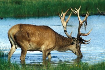 Red Deer having its antler in scraps drinking at a lake