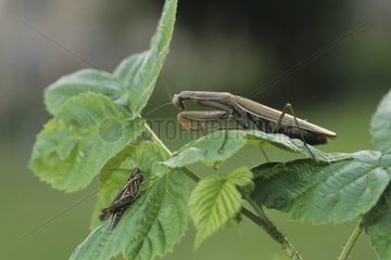 Wart-biter cricket hunting a brown grasshopper 2/4