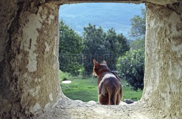 Abyssin Cat standing in the opening of a stone wall France