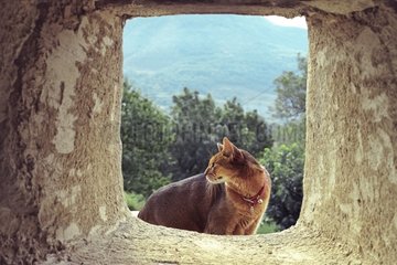 Abyssin Cat sitting in the opening of a stone wall France
