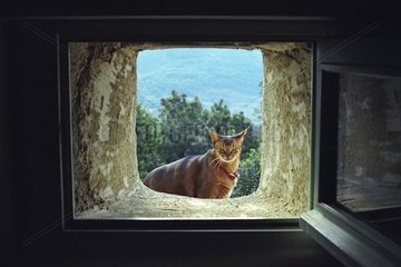 Abyssin Cat standing in the window of a stone wall France
