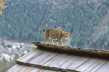 Bengal Cat walking on the wood roof of a chalet France Alps