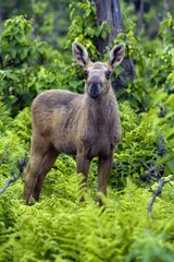Moose calf Gaspesie national parkCanada