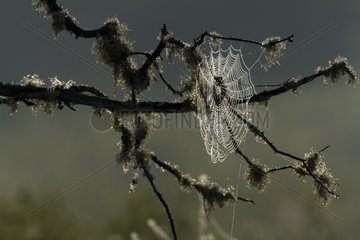 Spider web with dew at dawn Monts-Valin NP Quebec Canada