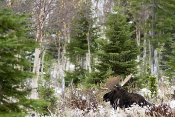 Bull moose sitting in the woods Gaspesie NP Canada
