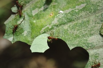 Leafcutter ant Sarapiqui Costa Rica