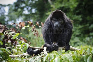 Howler Monkey on a branch PN Tortuguero Costa Rica