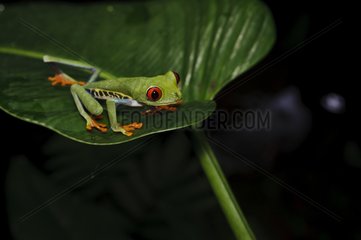 Red eyed frog PN Tortuguero Costa Rica
