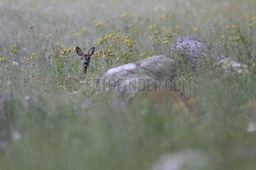 Roe in the tall grass bordering forest