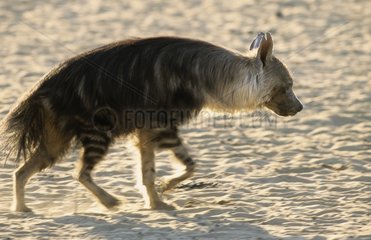 Striped Hyaena in Kgalagadi NP South africa
