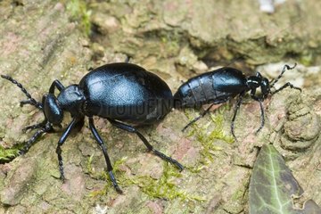 Coupling of Oil Beetles on a rock Saone et Loire