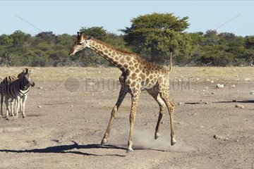 Baby Girafe springt am Spot Etosha Nationalpark Namibia