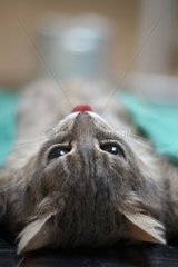 Katze im Tierarzt Frankreich anästhesiert