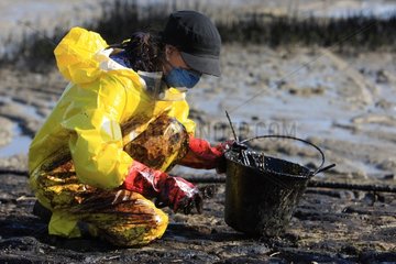 Cleaning of oil pollution of banks of Loire river estuary