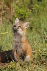 Young Red Fox 7 weeks of sitting in the grass USA