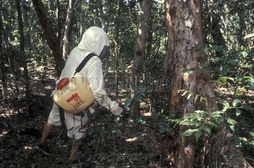 Zerstörung eines Honigbienen Schwarm Ouvea Island Neukaledonien