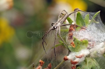Portrait of a Spider on its web in June France