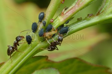Ants and their breeding of aphids France