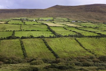 Feed to sheep in hedged farmland Ireland