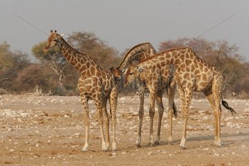 Giraffen Männer und weiblicher Nationalpark von Etosha Namibia