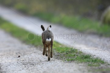 European Hare running on a way Vosges France