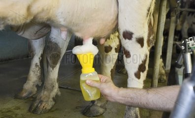 Cleaning of a udder of a Norman cow Normandy France