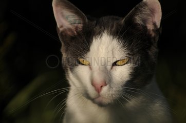 Porträt einer weißen und blauen männlichen europäischen Katze Frankreich