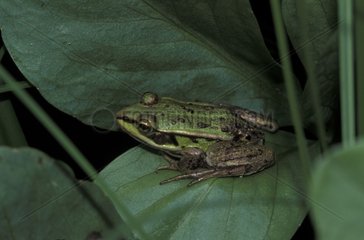 Kleiner grünes Frosch auf einem Vosges PNR -Blatt