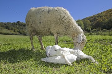 Ewe und seine neugeborenen Lämmer auf einer Wiese