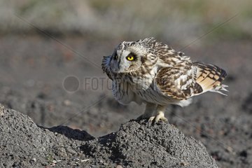 Short-eared owl in posture of intimidation winter GB