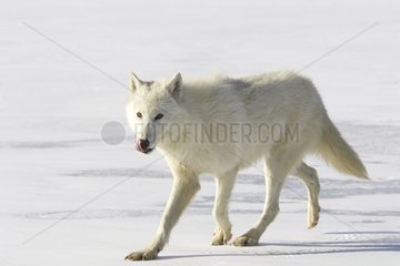 Wolf stepping on the ice in the United States