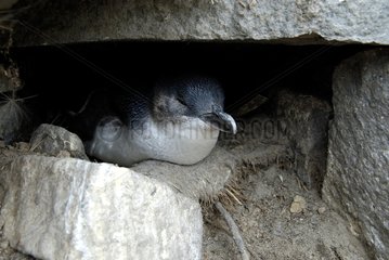 Little penguin in burrow New Zealand