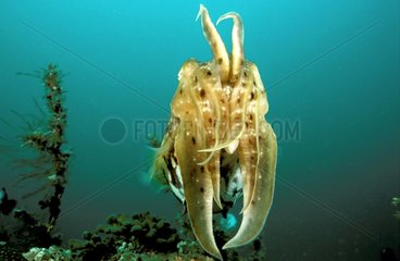 Seiche à larges tentacules en position de défense Bali